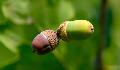Oak leaf, acorn on oak tree background.