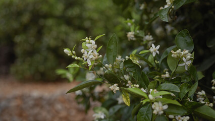 Citrus blossom clusters close-up on an orange tree, featuring bright green leaves against a blurred background.