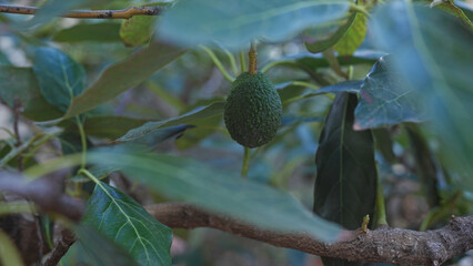 A ripe avocado persea americana hanging from a branch amidst lush green leaves.