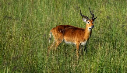 Impala antelope in savannah grass at the Murchison fall park in Uganda