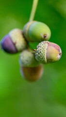 Oak leaf, acorn on oak tree background.