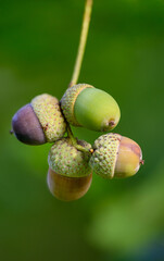 Oak leaf, acorn on oak tree background. © venars.original