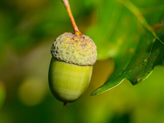 Oak leaf, acorn on oak tree background.