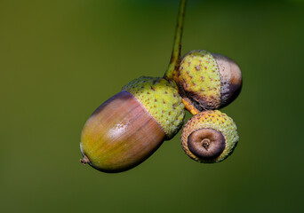 Oak leaf, acorn on oak tree background.