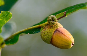 Oak leaf, acorn on oak tree background.