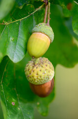 Oak leaf, acorn on oak tree background.