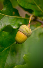 Oak leaf, acorn on oak tree background.