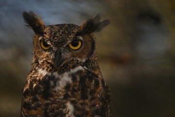 Obraz premium Great Horned Owl 