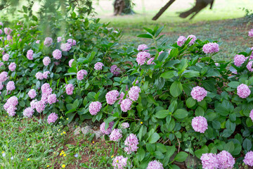 In a beautiful garden, there is a bush adorned with vibrant purple flowers and lush green leaves, creating a lovely natural display