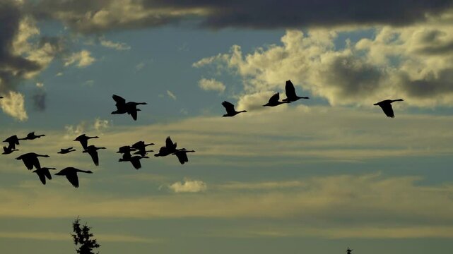 Canadian Geese families flying and swimming on a tranquil lake at sunset. The scene captures the geese silhouetted against the sky, with clouds, blue sky, and warm sunset colors. 