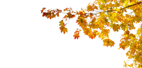 Maple leaves fall tree branch 