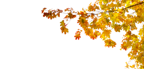 Maple leaves fall tree branch 