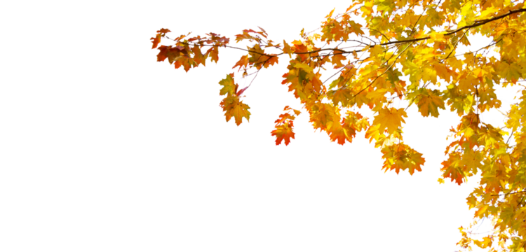 Maple leaves fall tree branch 