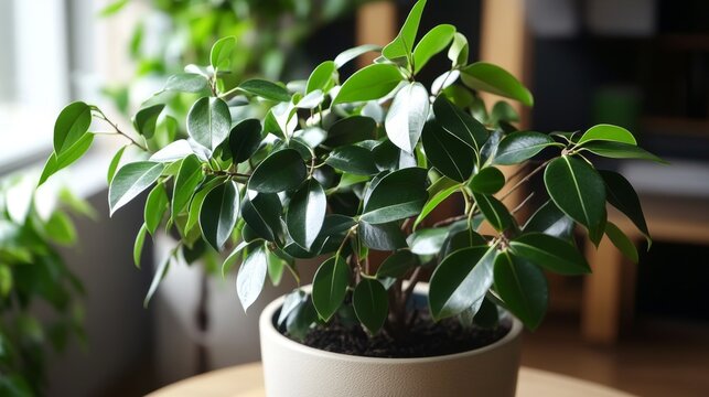 The leafy branches of a ficus Benjamin plant fill a round pot. This shows how houseplants add a touch of green to any home.