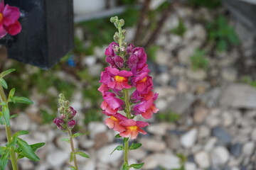 Snapdragon, or Antirrhinum majus, pink flowers