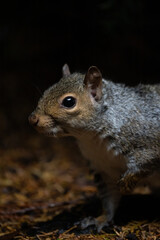 Close up Squirrel 