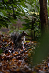 Squirrel in the Park
