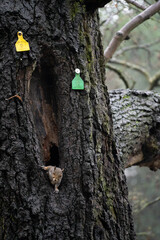 Squirrel Popping Head Out of Tree House