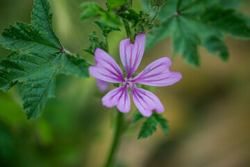This image shows a closeup view of a vibrant purple flower complemented by lush green leaves on a...