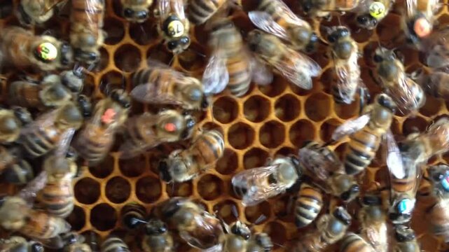 Inside Honeycomb: Forager Bees Perform Waggle Dance
