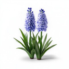Beautiful Hyacinth Flowers on White Background