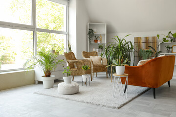 Interior of light living room with green houseplants, sofa and wicker armchairs