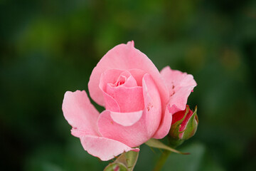 A close up of a pink rose with a green background
