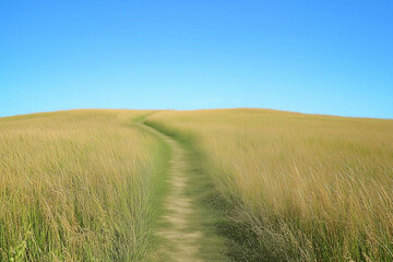 Serene Path Winding Through a Field of Tall, Gracefully Waving Grass, Leading to Unknown Adventures