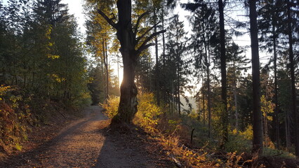 Herbst im Wald, bei Goslar, Niedersachsen