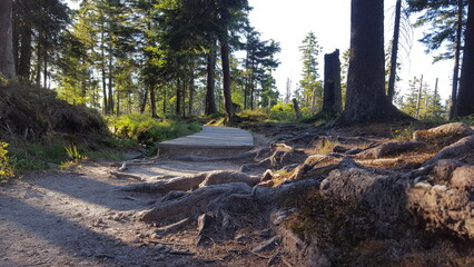 Holzbohlenweg bei Torfhaus, Bad Harzburg, Brocken, Harz, Niedersachsen