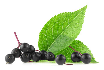 Ripe black elderberry or Elder with green leaves isolated on a white background. Sambucus. European black elder plant.