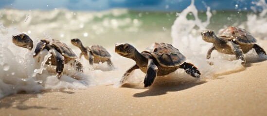 Fototapeta premium Baby Sea Turtles Making Their Way to the Ocean