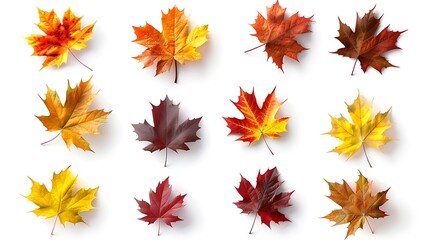 Fototapeta premium Fall and autumn leaves isolated on a white background collection Aİ Generative