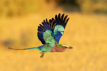 Lilac-breasted Roller, Coracias caudatus, colorful magenta, blue, green bird in Africa in flight with beautiful sunset light, Moremi game reserve, Okavango delta, Botswana