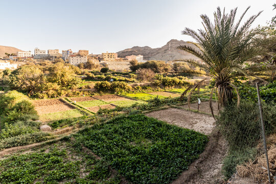 Fields near Dhahran al Janub, Saudi Arabia