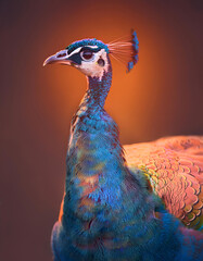 peacock, bird, neon, glow, new, portrait, close up, orange, color, feathers, blue, feather, peafowl, wildlife, plumage, colorful, bright, exotic, profile, beauty, animal, head, nature, beautiful, y2k,