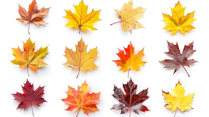 Fototapeta premium Colorful autumn leaves set isolated on white background Al Generative 