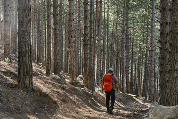 Rear view of a male hiker walking in the forest.