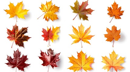 Fototapeta premium Colorful autumn leaves set isolated on white background Al Content