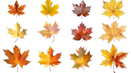 Fototapeta premium Colorful autumn leaves set isolated on white background Al Content
