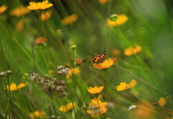 American Lady butterfly in a wildflower meadow.