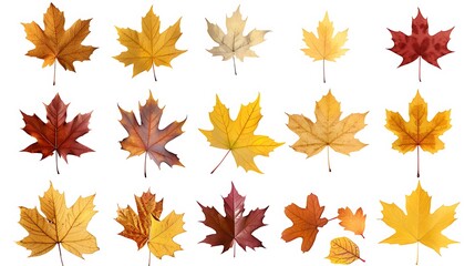 Fototapeta premium Colorful autumn leaves set isolated on white background Al Content