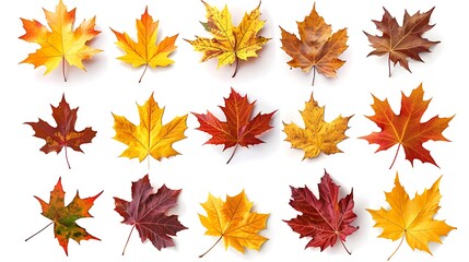 Fototapeta premium Colorful autumn leaves set isolated on white background Al Content