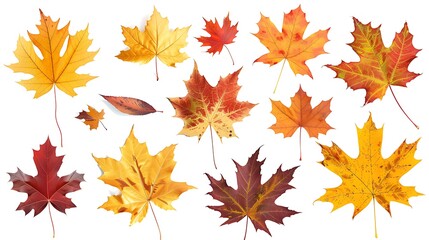 Fototapeta premium Collection of autumn leaves isolated on transparent background 