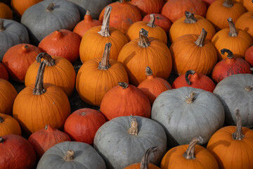 Close-up of a variety of pumpkins in orange, red and gray tones displayed outdoors during a sunny fall day. Concept of autumn harvest, seasonal decoration, and vibrant natural produce