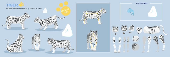 Cute snow Tiger ready for animation multiple poses set collection with with accessories, rig ready character, zoo, safari animals 