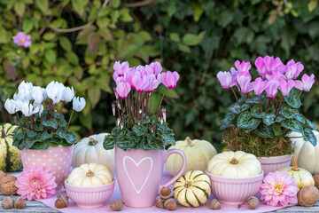 florales Herbst-Arrangement in pink und weißen Alpenveilchen Cyclamen und Kürbissen Baby Boo