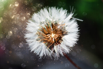 close up of a dandelion