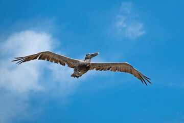 Brown Pelican displays impressive wingspan soaring in cloud-patched blue sky.