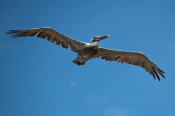 Brown Pelican with outstretched wings flying in a clear blue sky.
